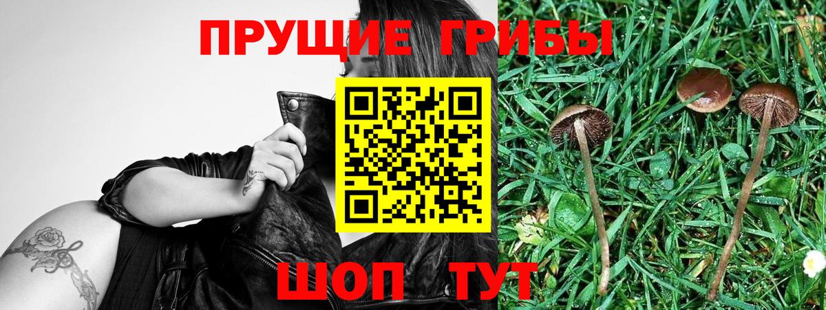 Псилоцибиновые грибы прущие грибы Менделеевск